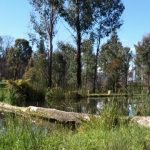 Marysville Trout and Salmon Ponds